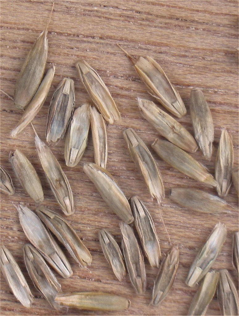 Fruit