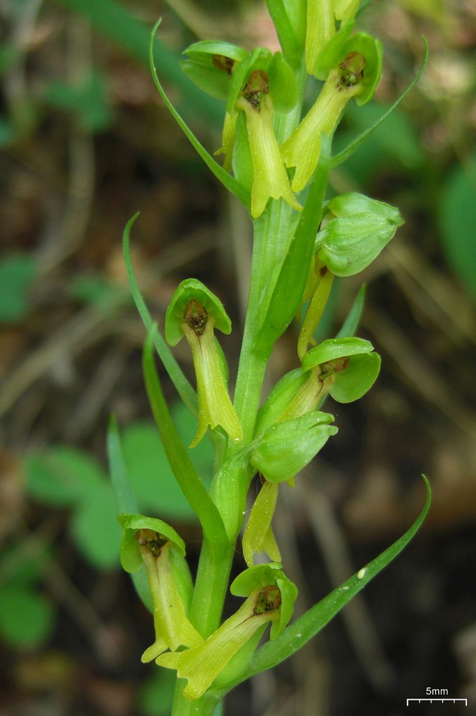 Flowers and leaves