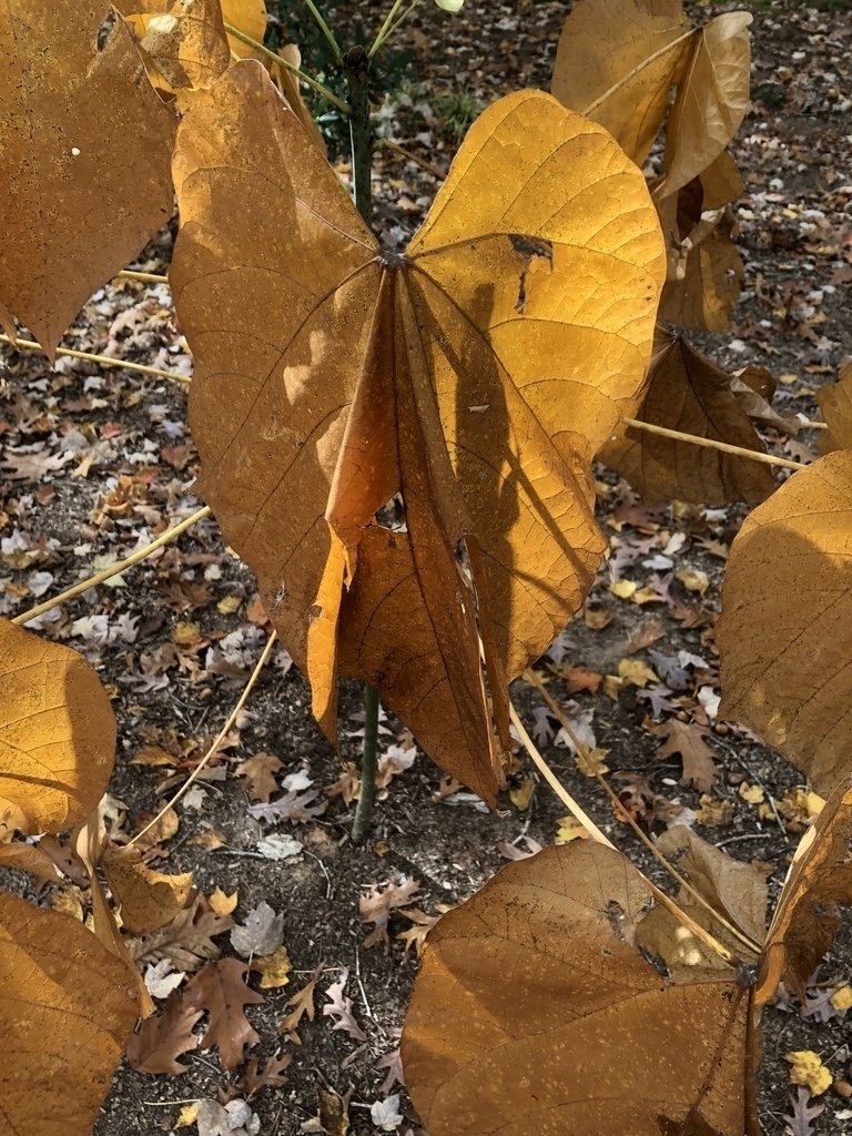 Leaves are Golden Brown with Long Petioles