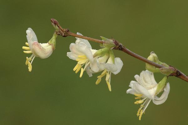 Leafless stem bearing small, white, funnel-shaped flowers.