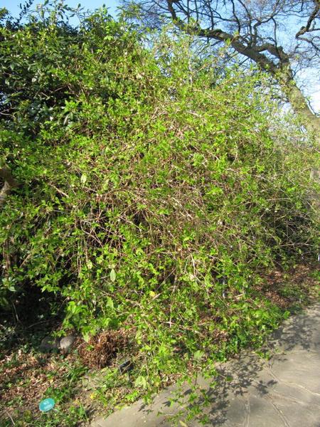 Rounded, twiggy shrub with small, bright green leaves.
