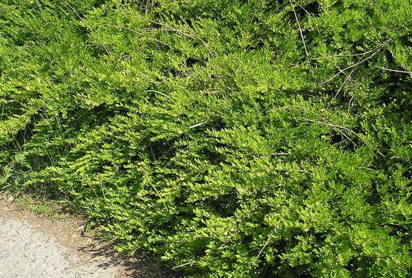 Low shrub with small leaves.