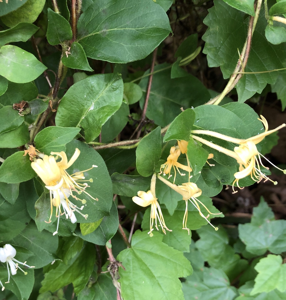 White and yellow tubular, two-lipped flowers