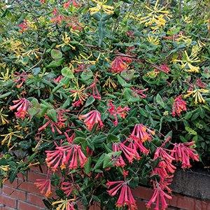 A mixture of vines with red or yellow, tubular flowers.