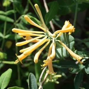 Yellow, tubular flowers.