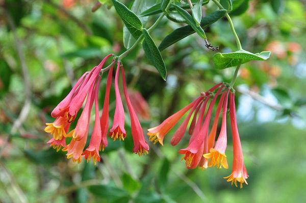 Masses of red, trumpet-shaped flowers with yellow stamens.