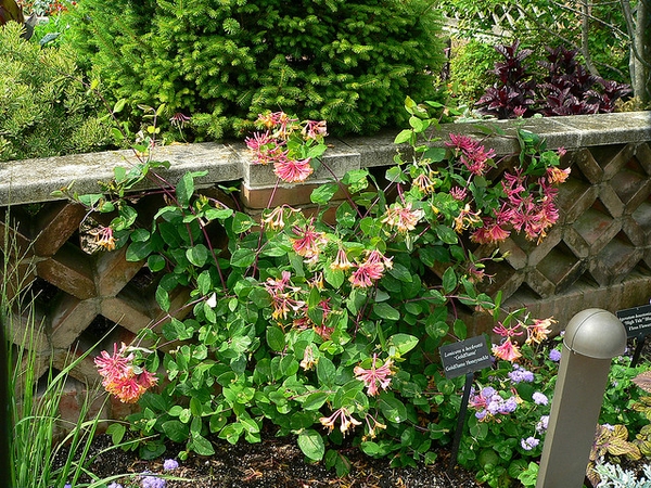 Vine with clusters of pink and yellow funnel-shaped flowers.