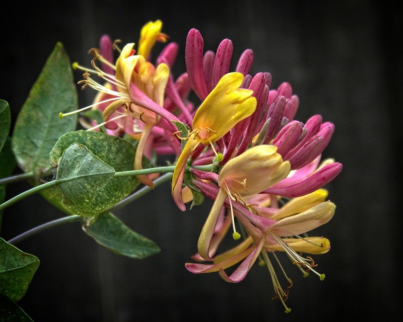 Pink and white tubular flowers with recurved corolla lobes.