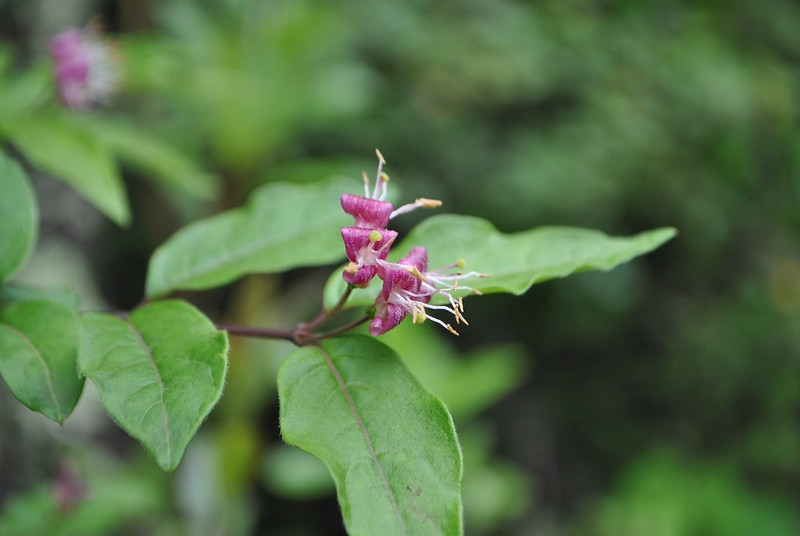 Opposite, lanceolate leaves and red tubular flowers.