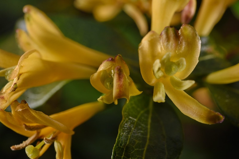 Yellow tubular flowers.