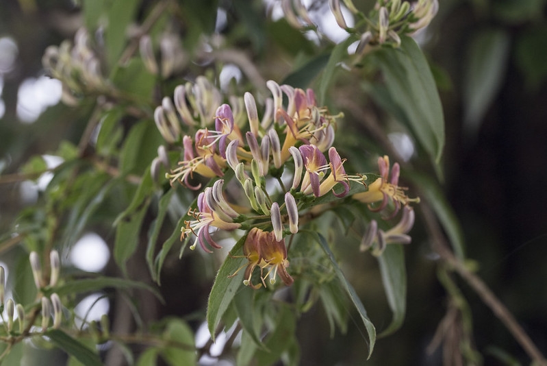 Clusters of reddish yellow tubular flowers.