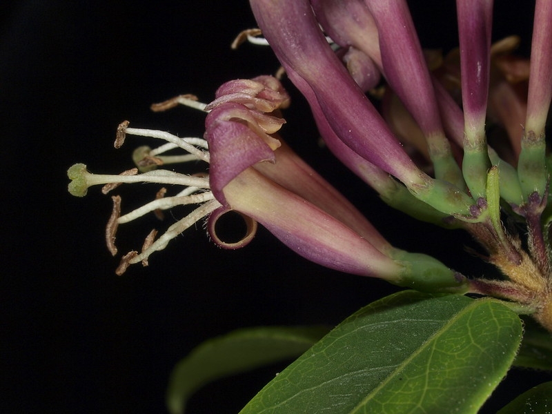Tubular reddish flowers