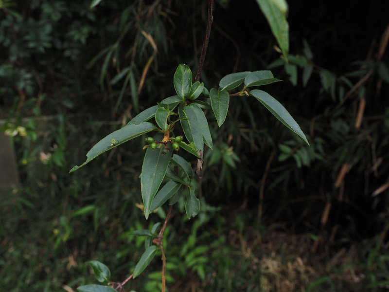Opposite, lanceolate leaves.