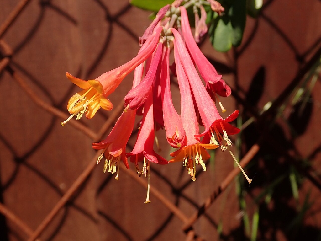 Flowers in May in West Pomeranian, Poland