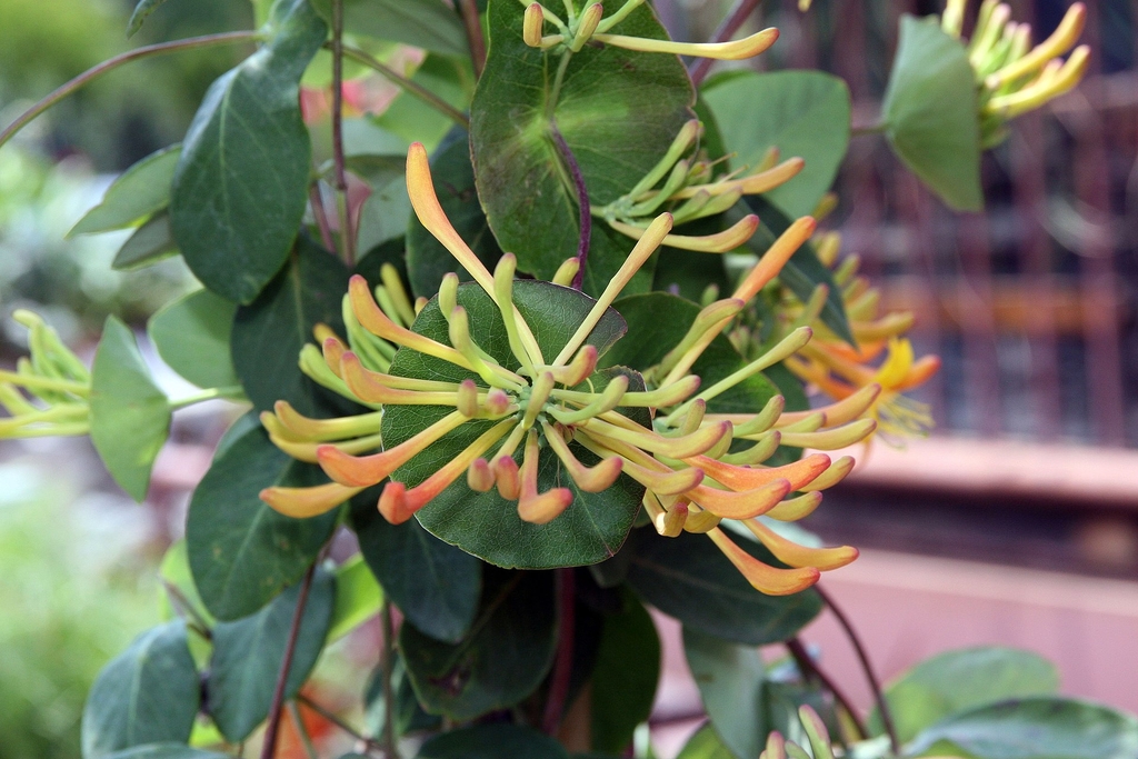 Flower buds in May in Bethesda, Maryland