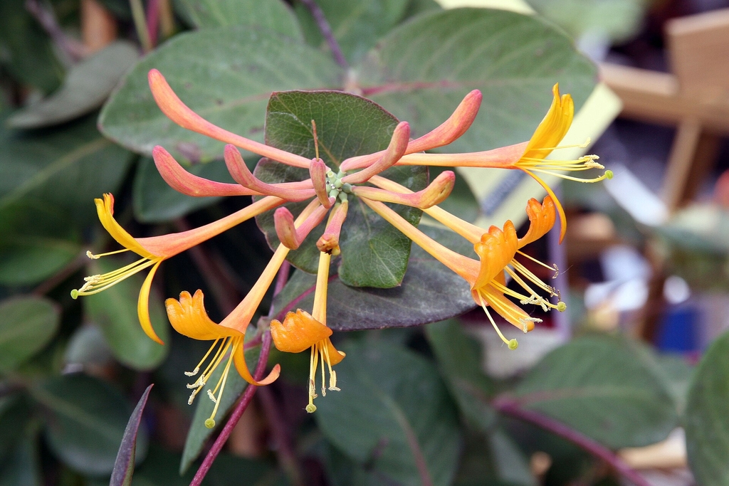 Flowers in May in Bethesda, Maryland