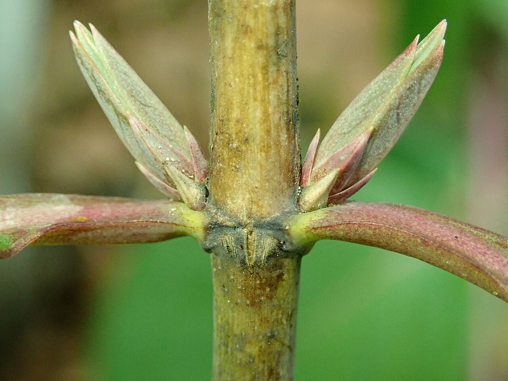 Leaf buds in November in Szczecin, - Poland