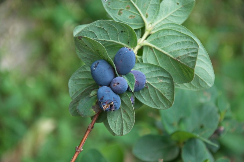 Leafy shoot with glaucous blue berries
