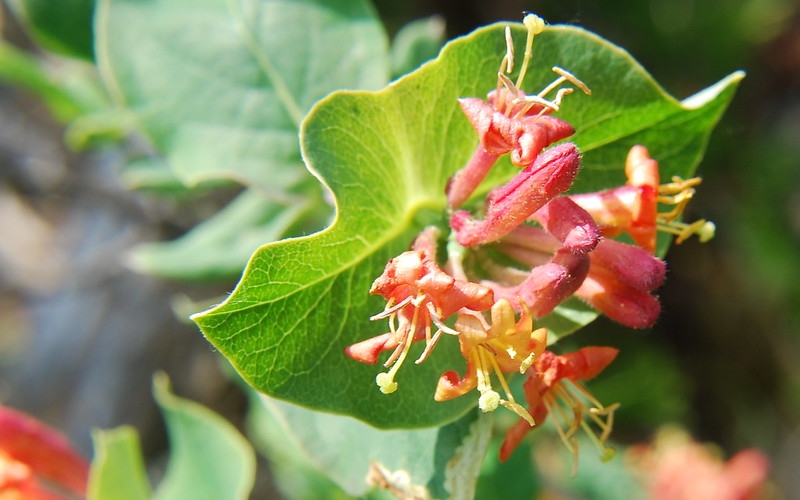 Red tubular flowers borne above conjoined opposite leaves.
