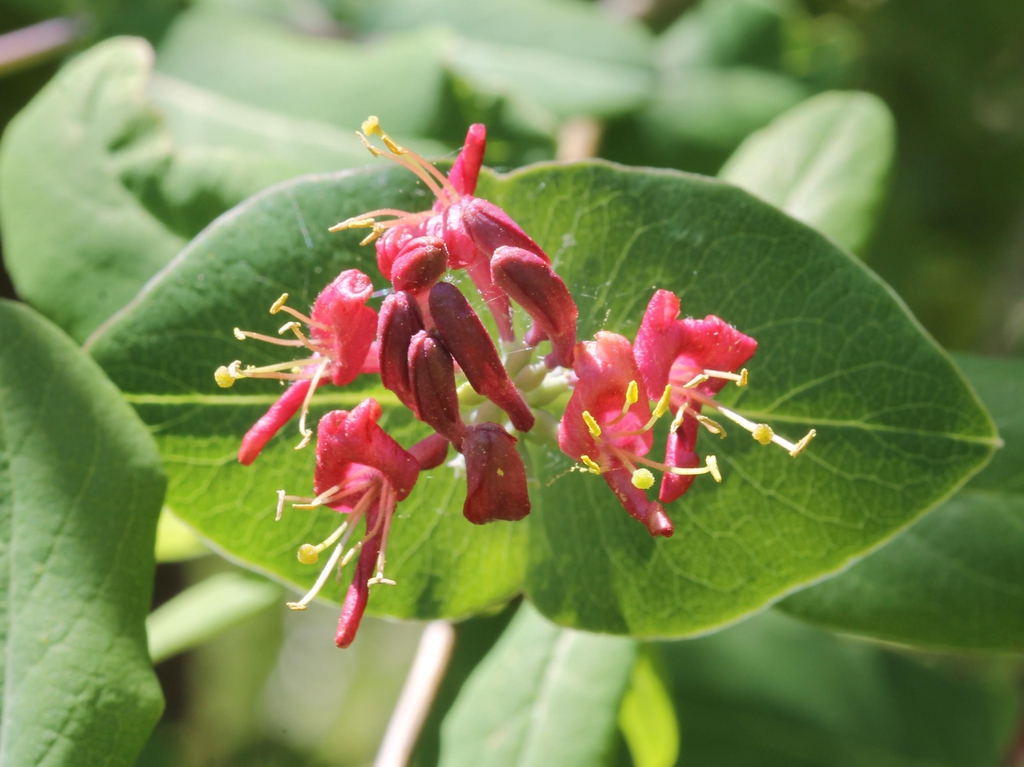 Red tubular flowers borne above conjoined opposite leaves.