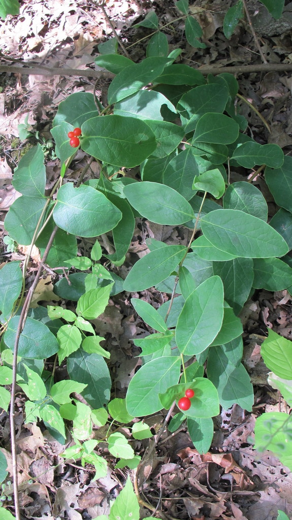 Vine with opposite leaves and bright red berries.