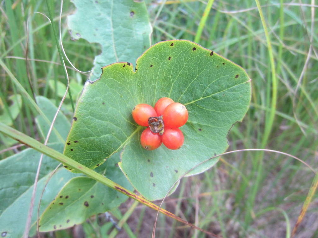 Red berries borne above conjoined opposite leaves.