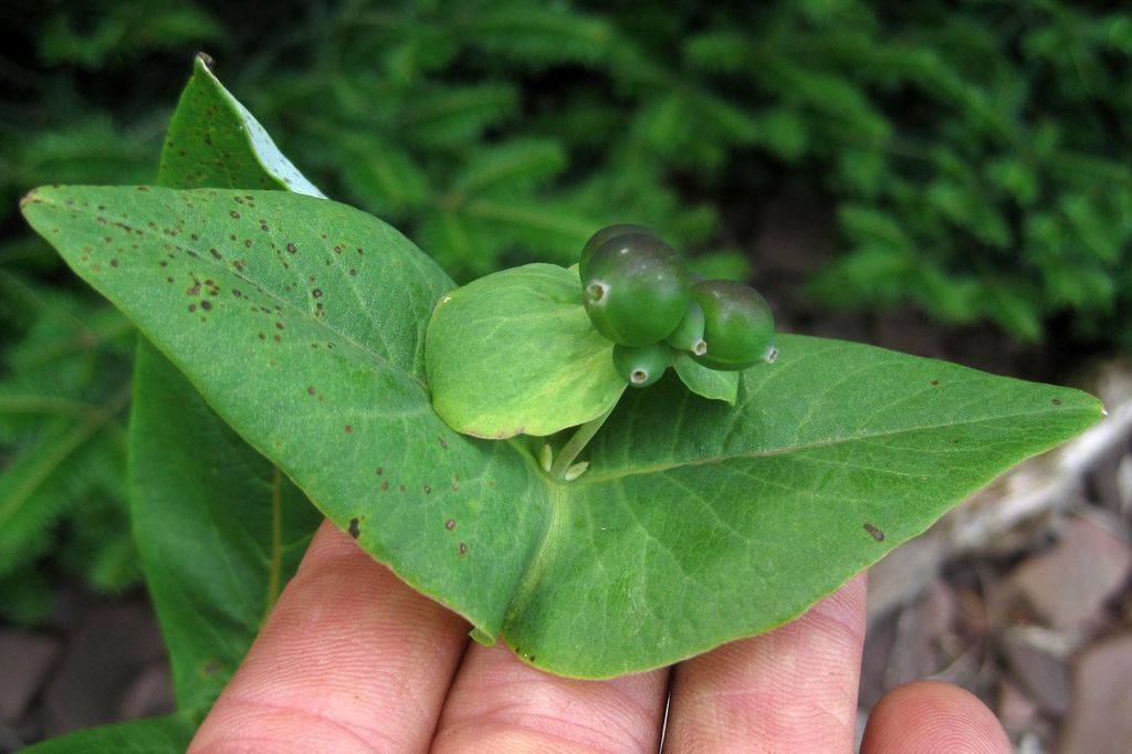 Immature fruit subtended by conjoined opposite leaves.