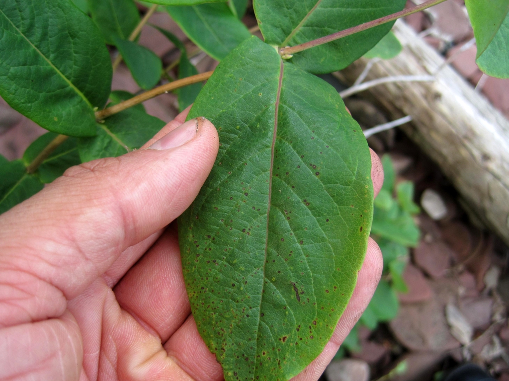 Hand grasping leaf to show size and pinnate venation