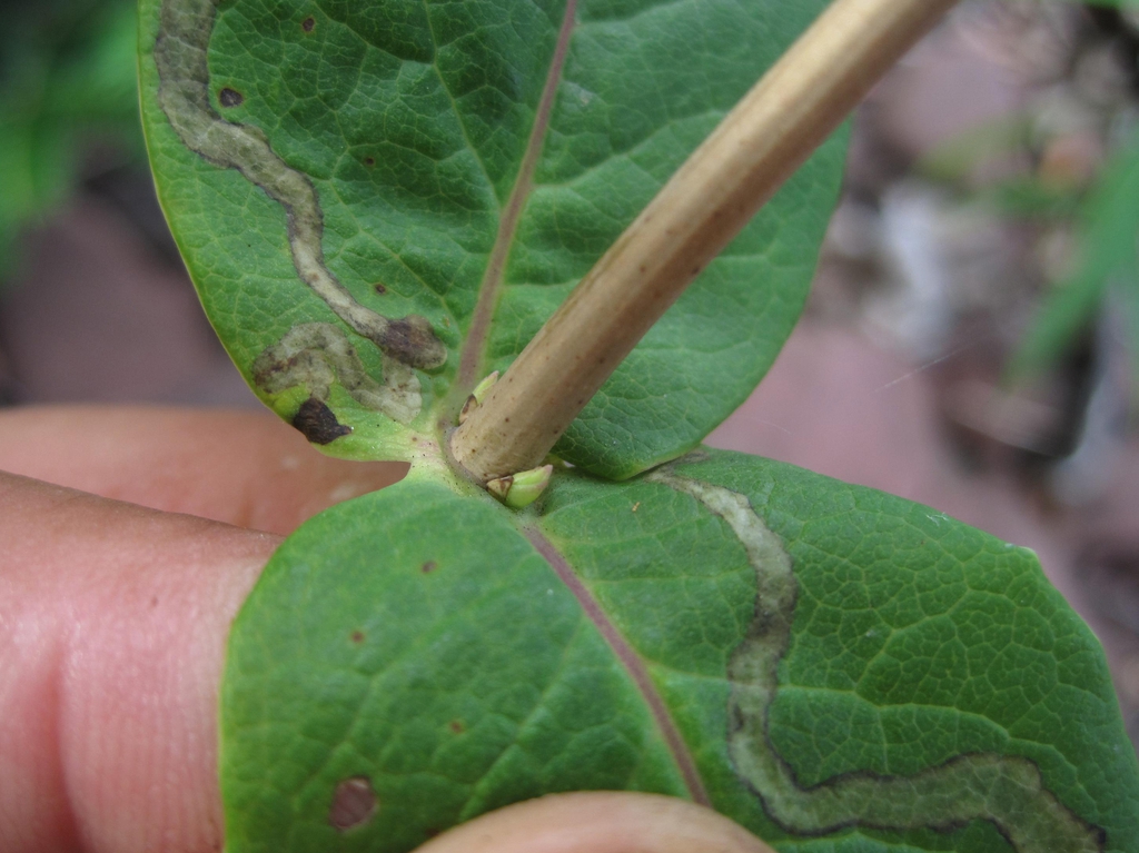 Close-up of node with opposite leaves & axillary buds.