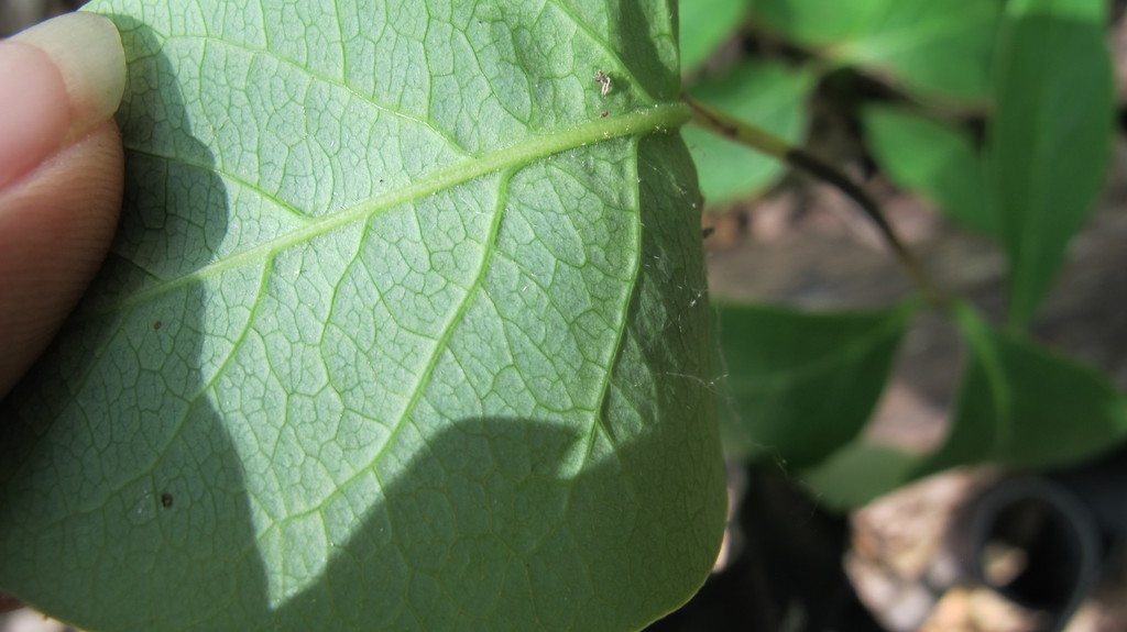 Hand grasping underside of leaf to show glaucous color.