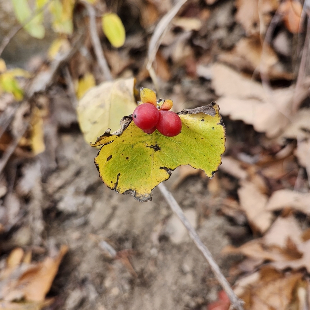 Red berries borne above conjoined opposite leaves.