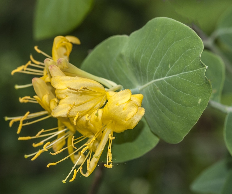 cluster of yellow, funnel-shaped flowers.