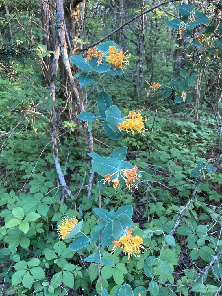 vine with opposite leaves & clusters of yellow tubular f.