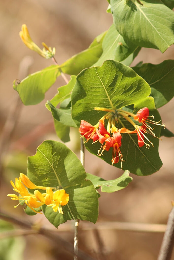 Clusters of yellow tubular flowers, some turning orange.