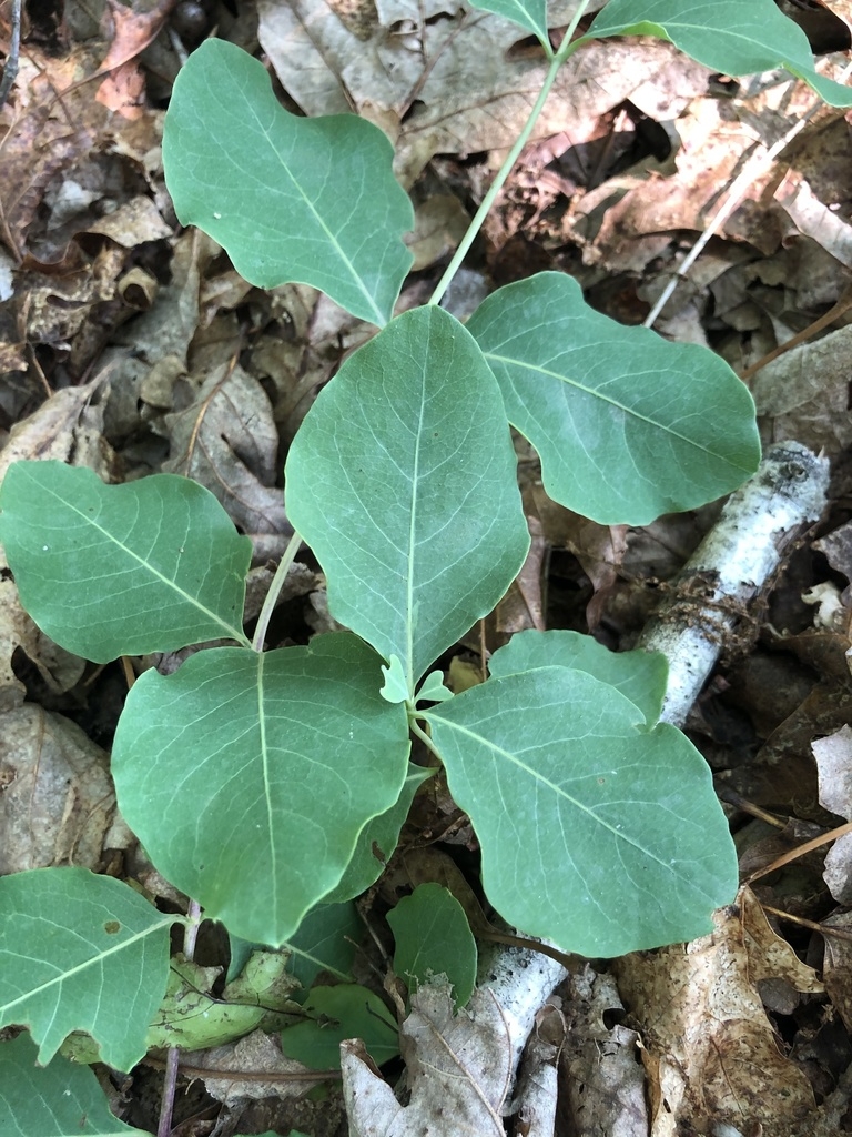 Ovoid, opposite, entire leaves on a wiry stem.