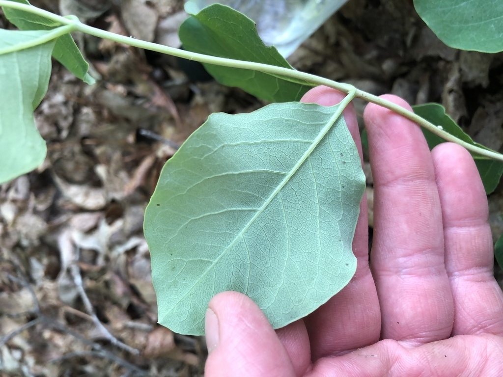 Hand turning a leaf over to show the glaucous underside.