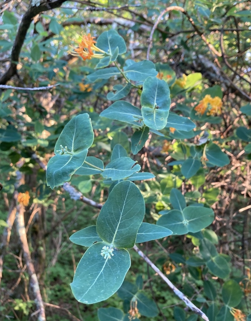 vine with opposite leaves & clusters of yellow tubular f.