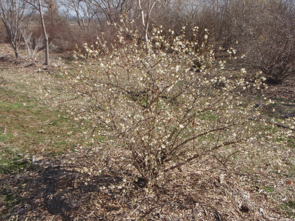 Leafless, twiggy, rounded shrub with small white flowers.