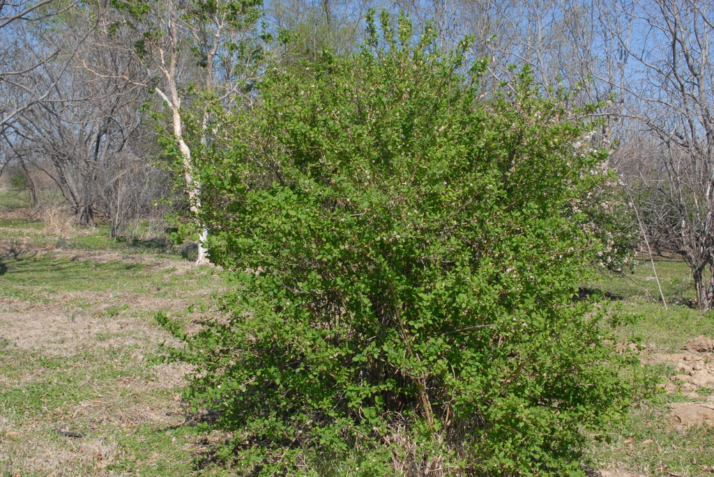 Rounded, twiggy shrub with small, bright green leaves.