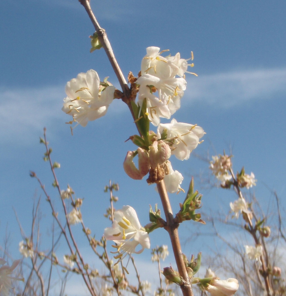 Leafless stem bearing small, white, funnel-shaped flowers.