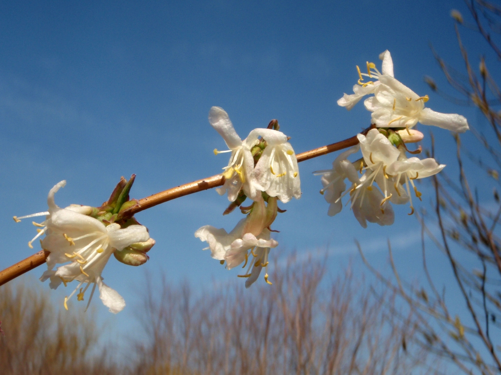 Leafless stem bearing small, white, funnel-shaped flowers.