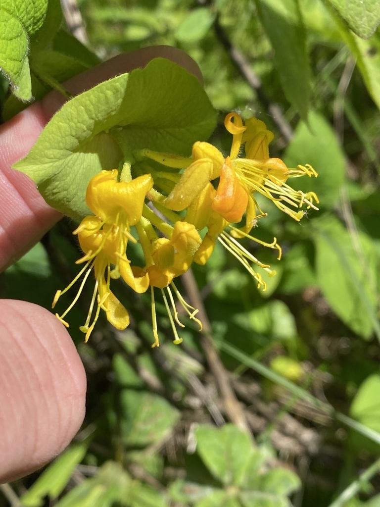 Hand cradling cluster of yellow, tubular flowers.