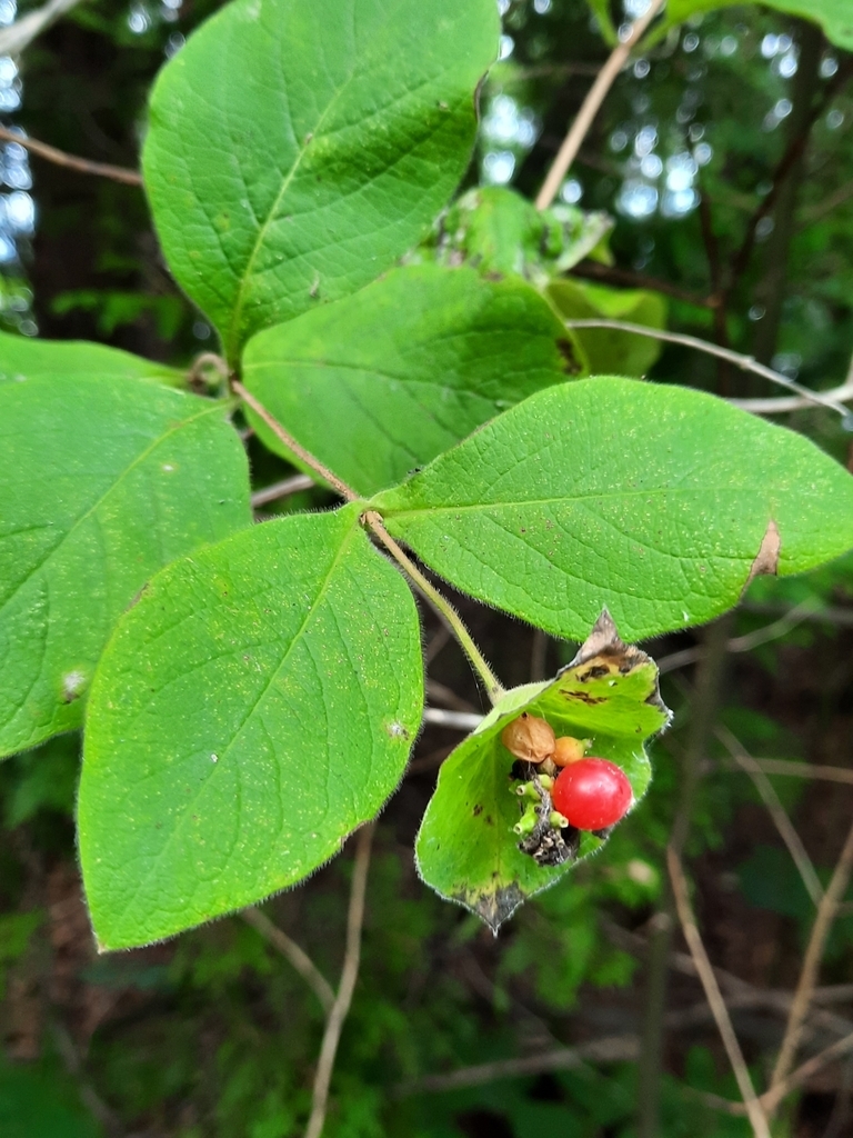 Shoot with terminal cluster of red berries.