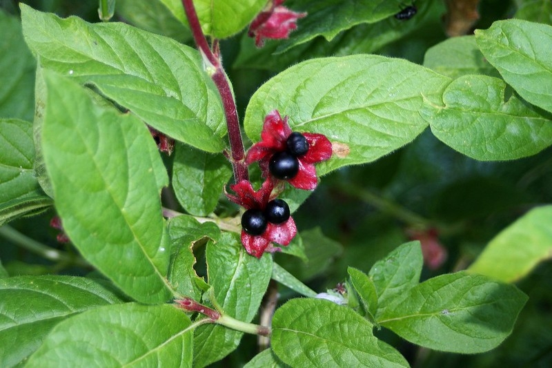 Leafy shoot with black berries subtended by red bracts.