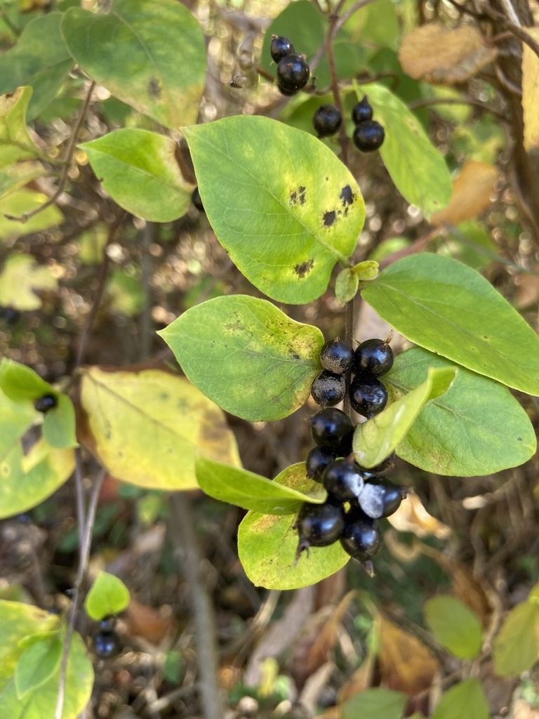 Shoot with paired black berries