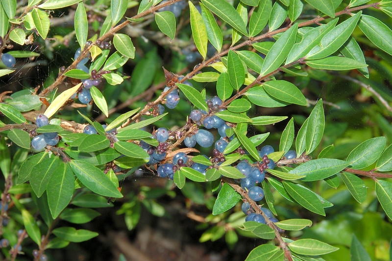 Shrub with small leaves and translucent blue fruits