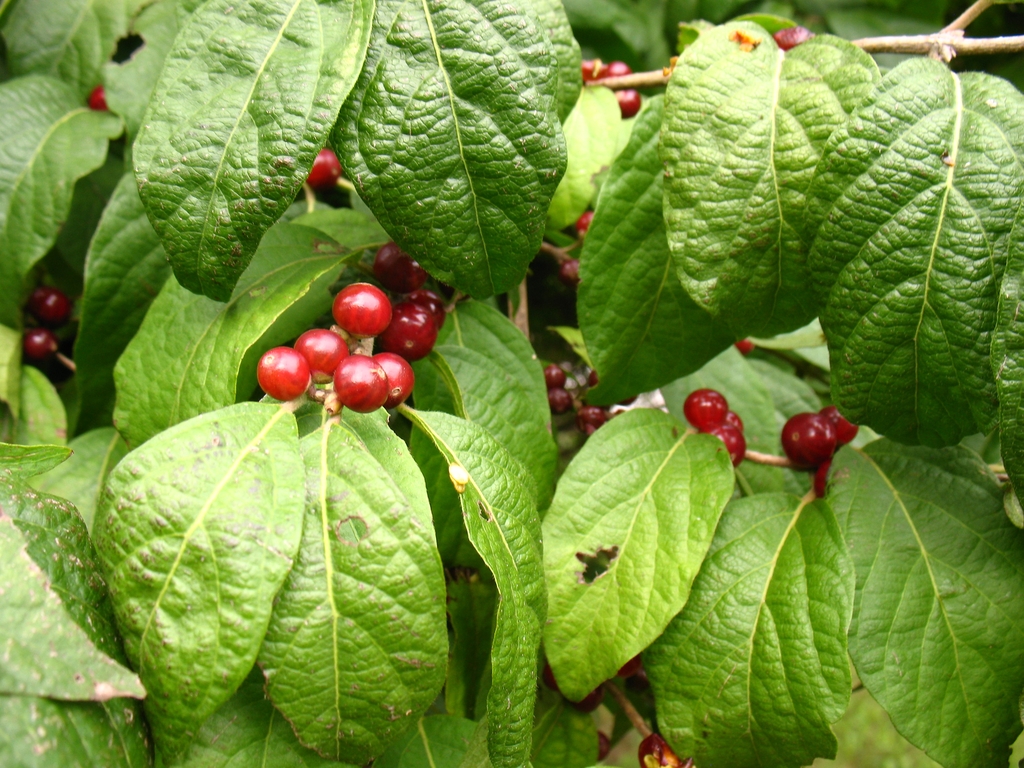 Branches with opposite leaves & pairs of axillary, red berries.