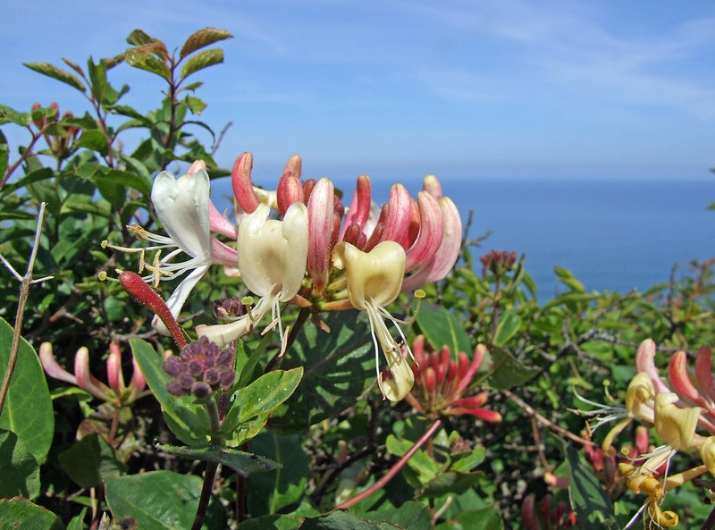 Large cluster of pink buds & open white flowers aging yellow