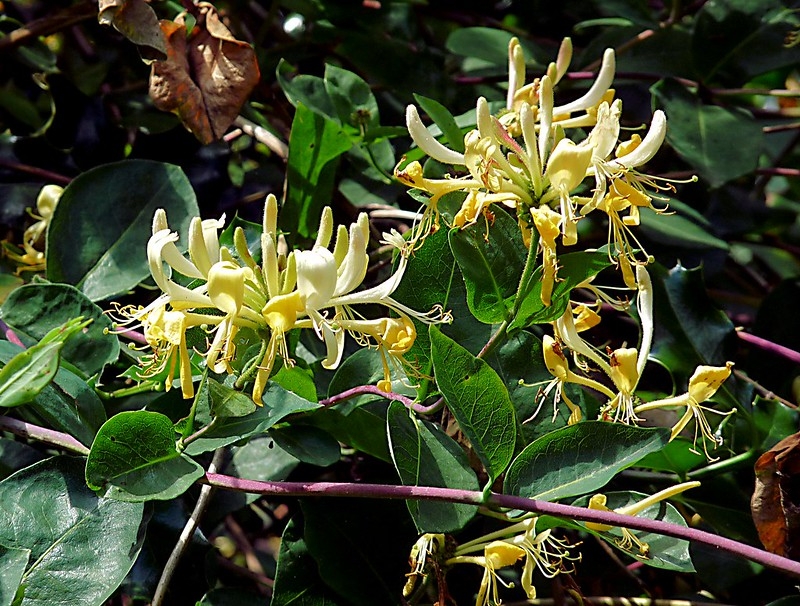 Clusters of white flowers aging to yellow