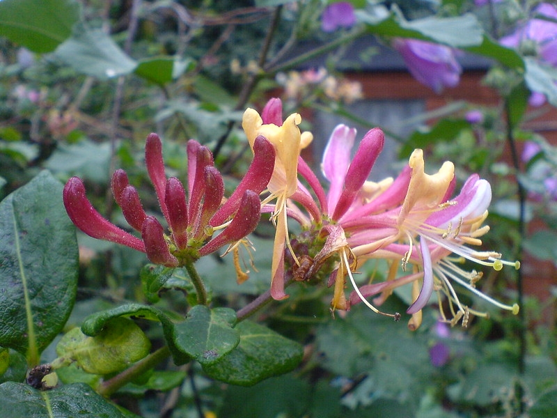 Large cluster of pink buds & open white flowers aging yellow